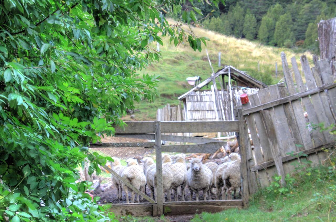 Turismo Rural Los Alpes Futaleufú المظهر الخارجي الصورة
